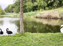 Cygnes canards 23